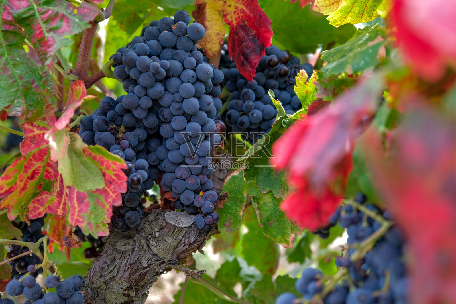近距离的浆果和红色和绿色的葡萄藤叶子。照片摄影图片