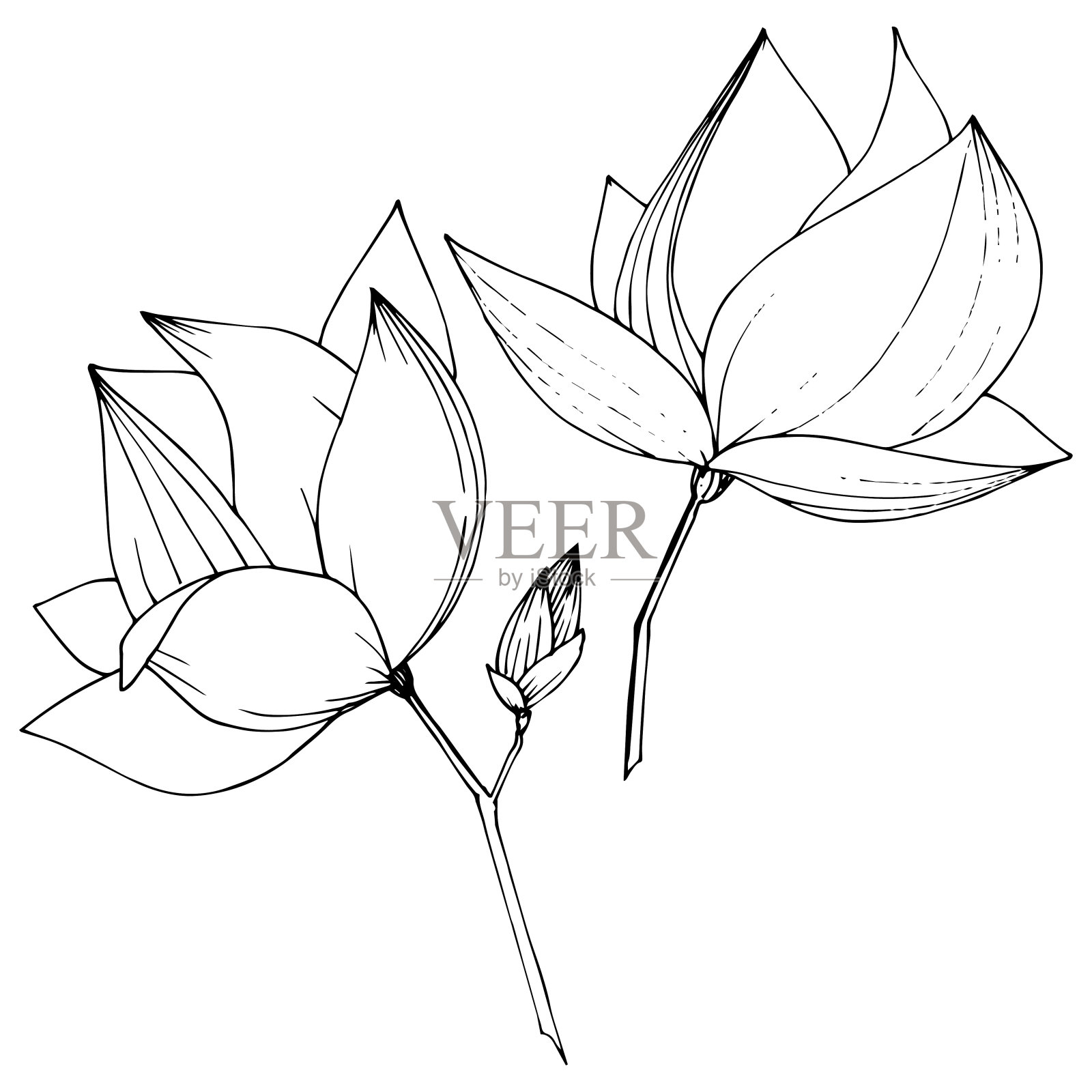 载体木兰花植物花。黑白篆刻水墨艺术。孤立木兰插图元素。插画图片素材