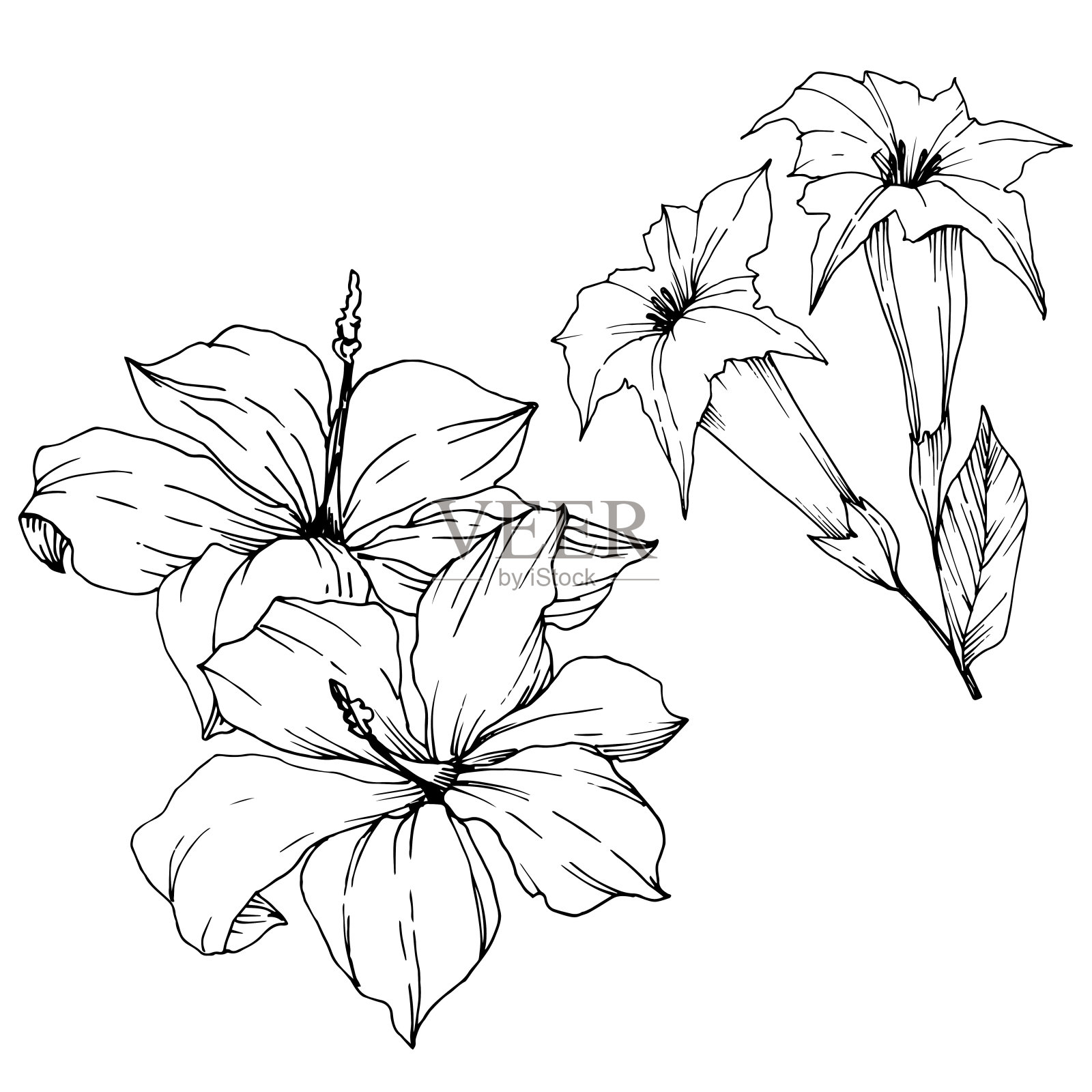 病媒热带花和叶孤立。黑白篆刻水墨艺术。孤立植物插图元素。插画图片素材