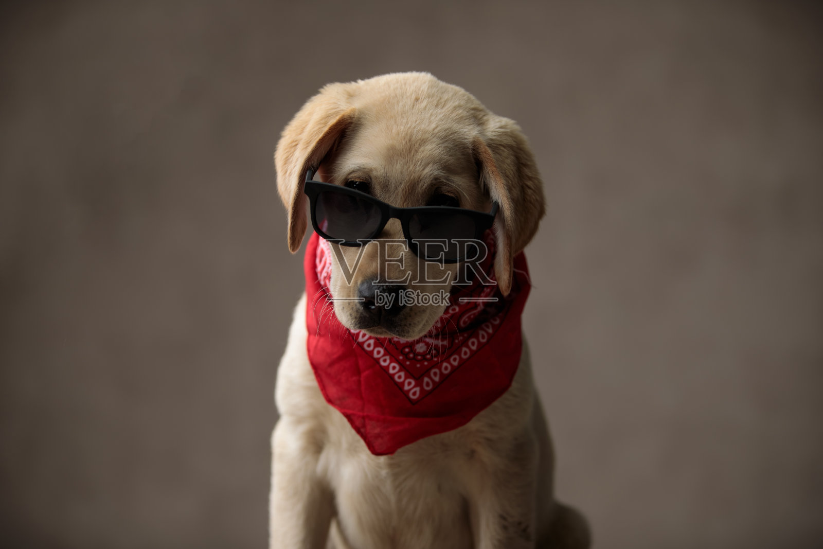 可爱的拉布拉多寻回犬，戴着墨镜和红色大手帕照片摄影图片