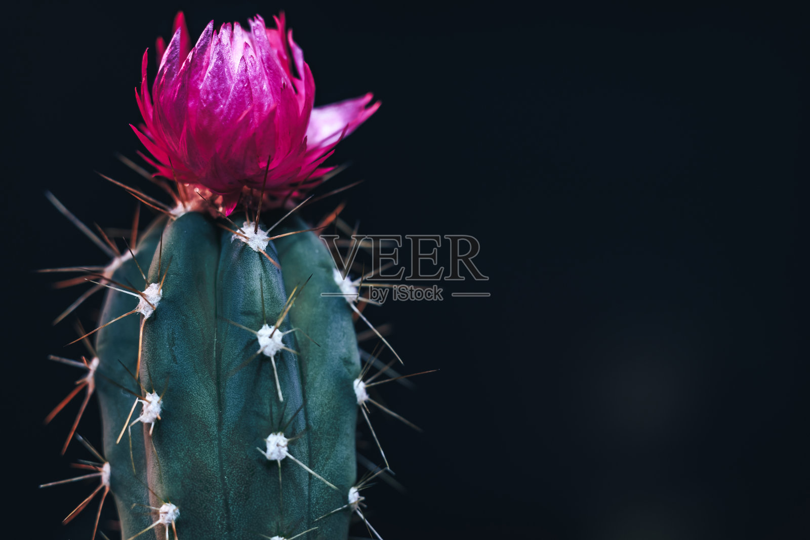 靠近美丽的仙人掌与红蓝色光在黑色的背景。微距摄影的看法。照片摄影图片