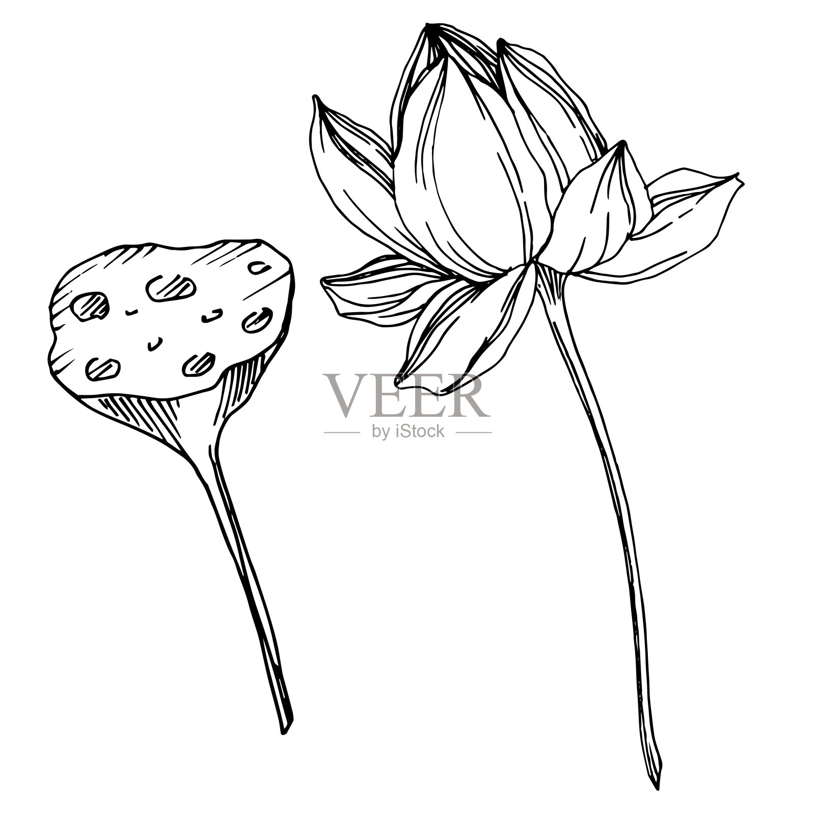 向量莲花花植物花。黑白篆刻水墨艺术。孤立的荷花插图元素。插画图片素材