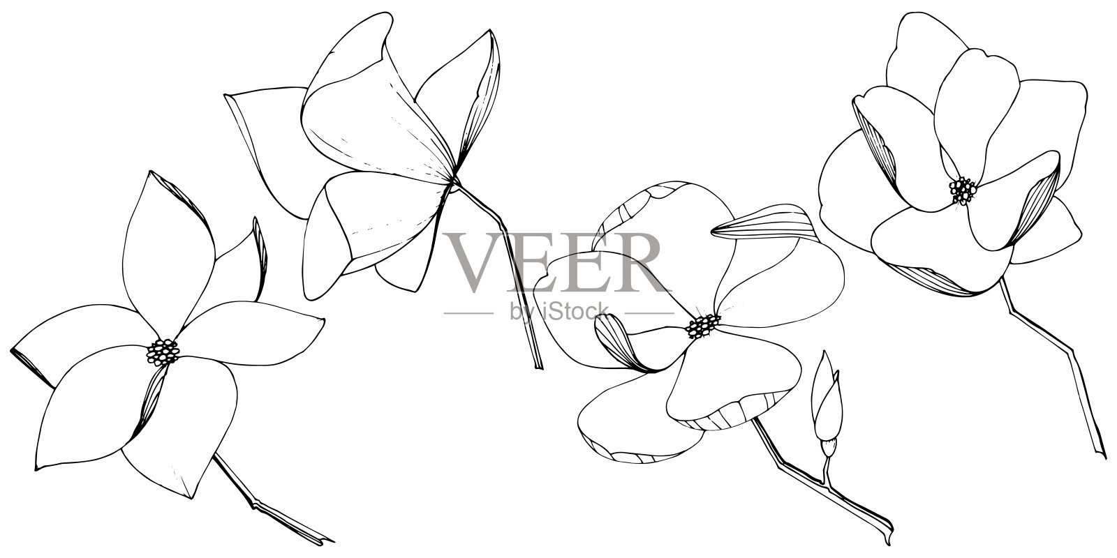 载体木兰花植物花。黑白篆刻水墨艺术。孤立木兰插图元素。插画图片素材