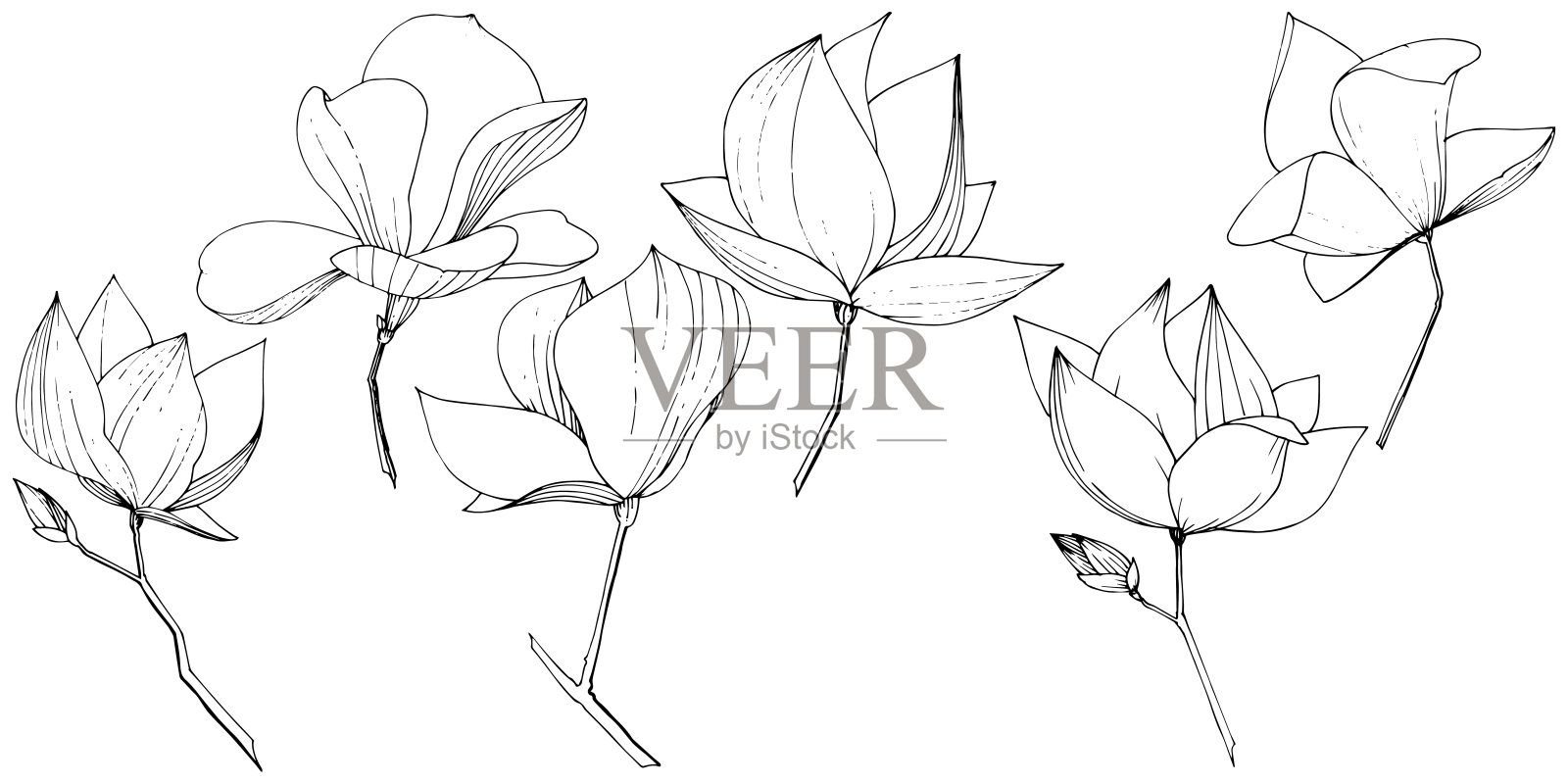 载体木兰花植物花。黑白篆刻水墨艺术。孤立木兰插图元素。插画图片素材