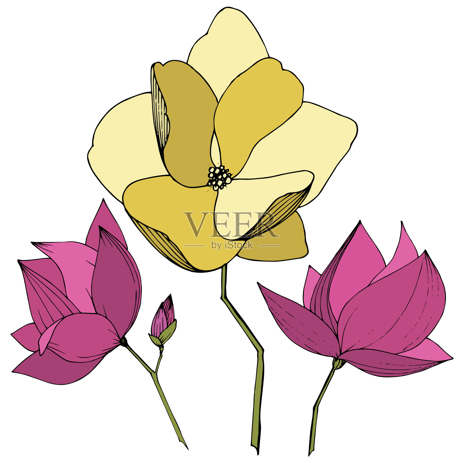 载体木兰花植物花。紫色和黄色的雕刻水墨艺术。孤立木兰插图元素。插画图片素材