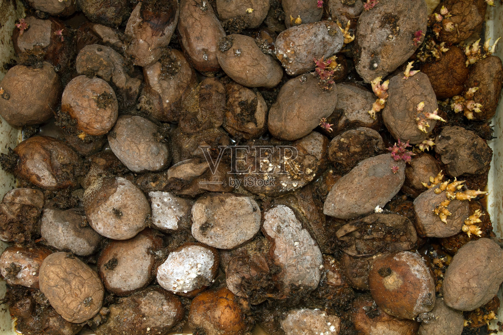 一堆腐烂的土豆废料。一堆烂土豆堆到墙角了。堆肥的概念照片摄影图片