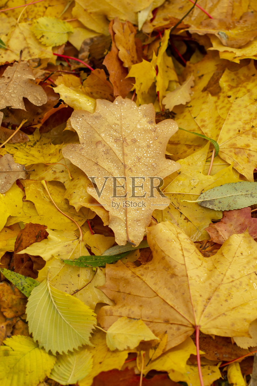 地面上不同树种落叶的纹理。照片摄影图片