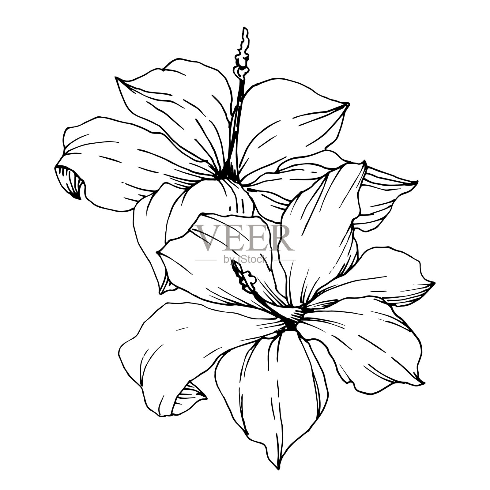 病媒热带花和叶孤立。黑白篆刻水墨艺术。孤立植物插图元素。插画图片素材