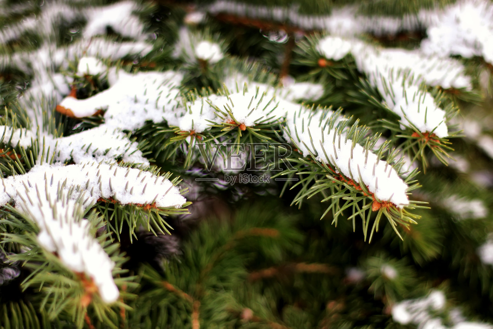 冬季冷杉树的阳光照片摄影图片