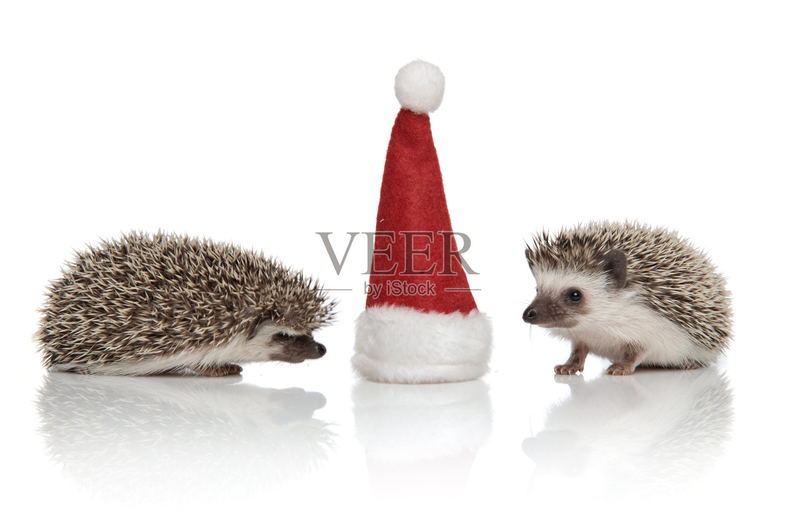 两只非洲刺猬在嗅圣诞帽照片摄影图片