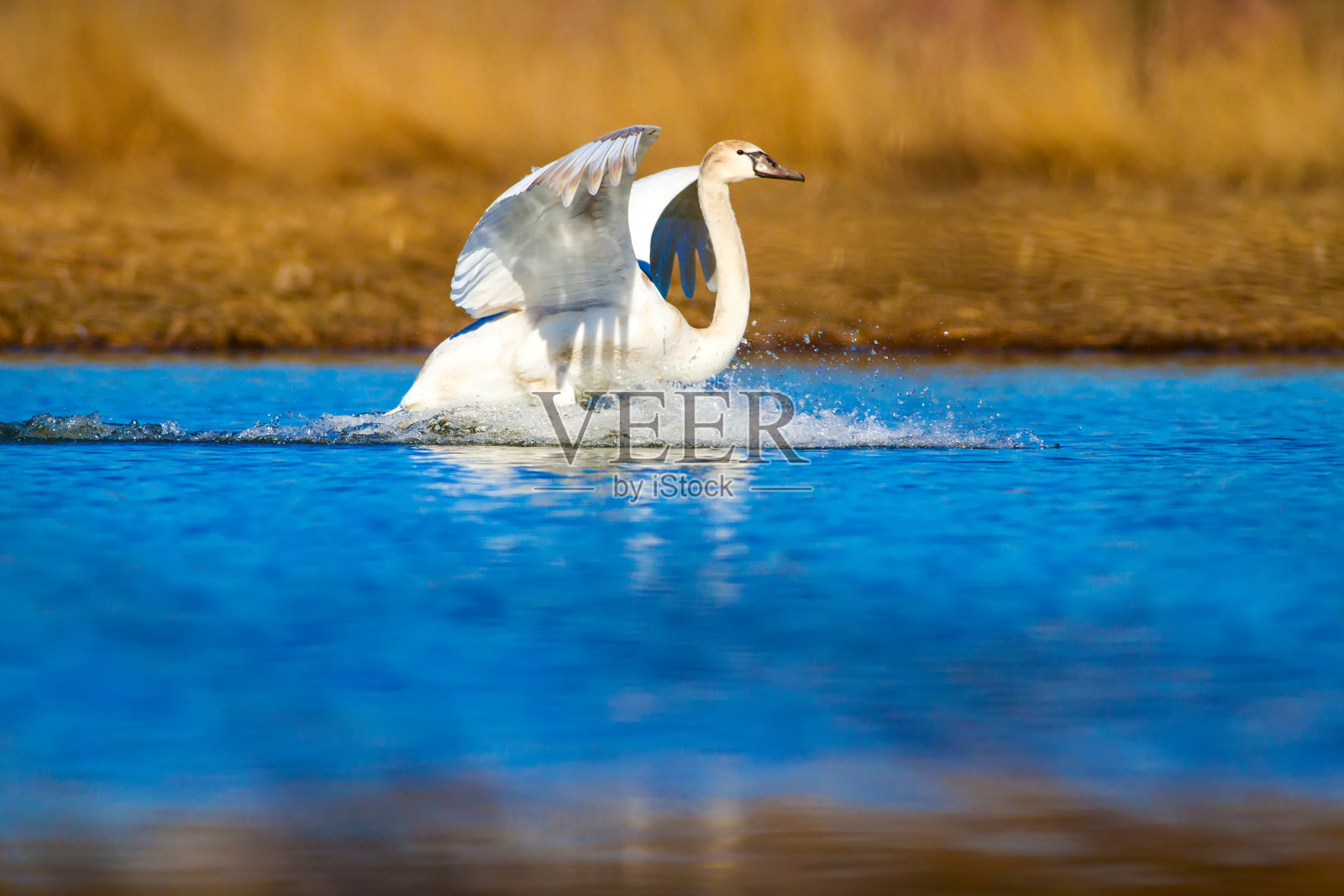 游泳的天鹅。蓝色的水和黄色的草背景。疣鼻天鹅天鹅色。照片摄影图片