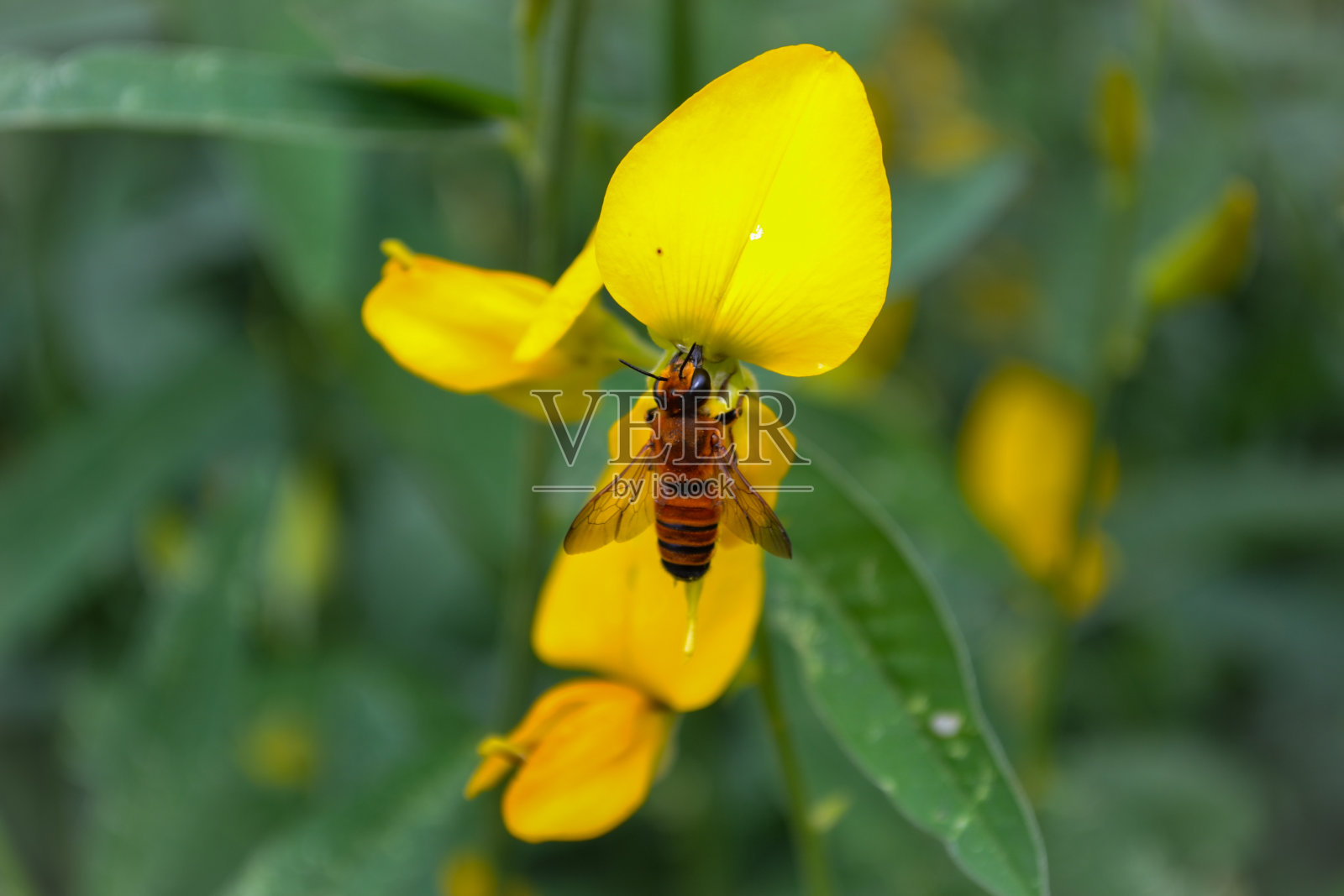 花和昆虫照片摄影图片