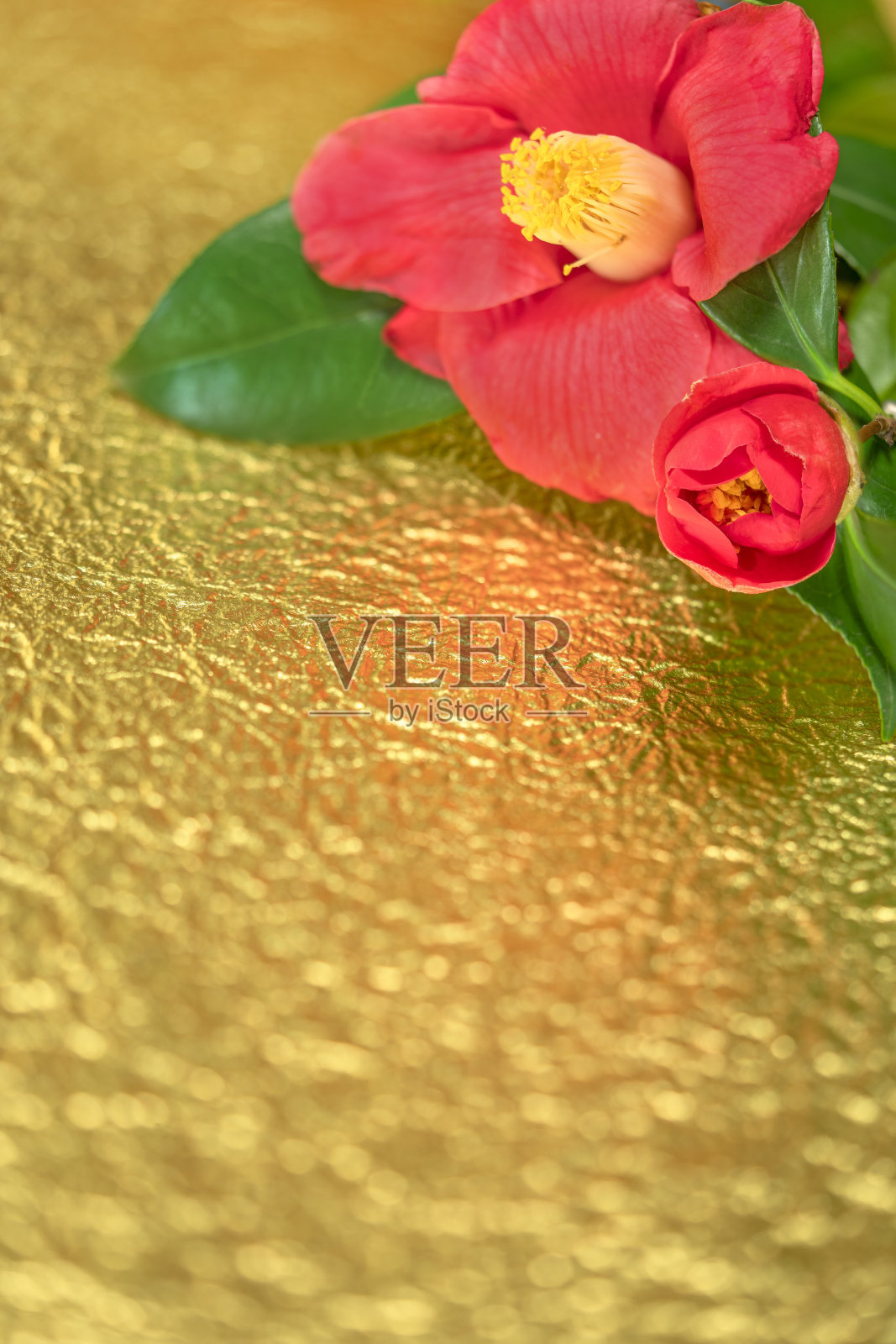 这是一张日本贺卡，背景是金色皱褶的纸，上面画着一朵椿花，也叫冬玫瑰。照片摄影图片