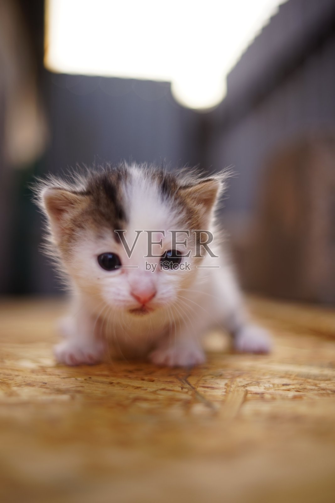 白色小猫宝宝，户外特写。照片摄影图片