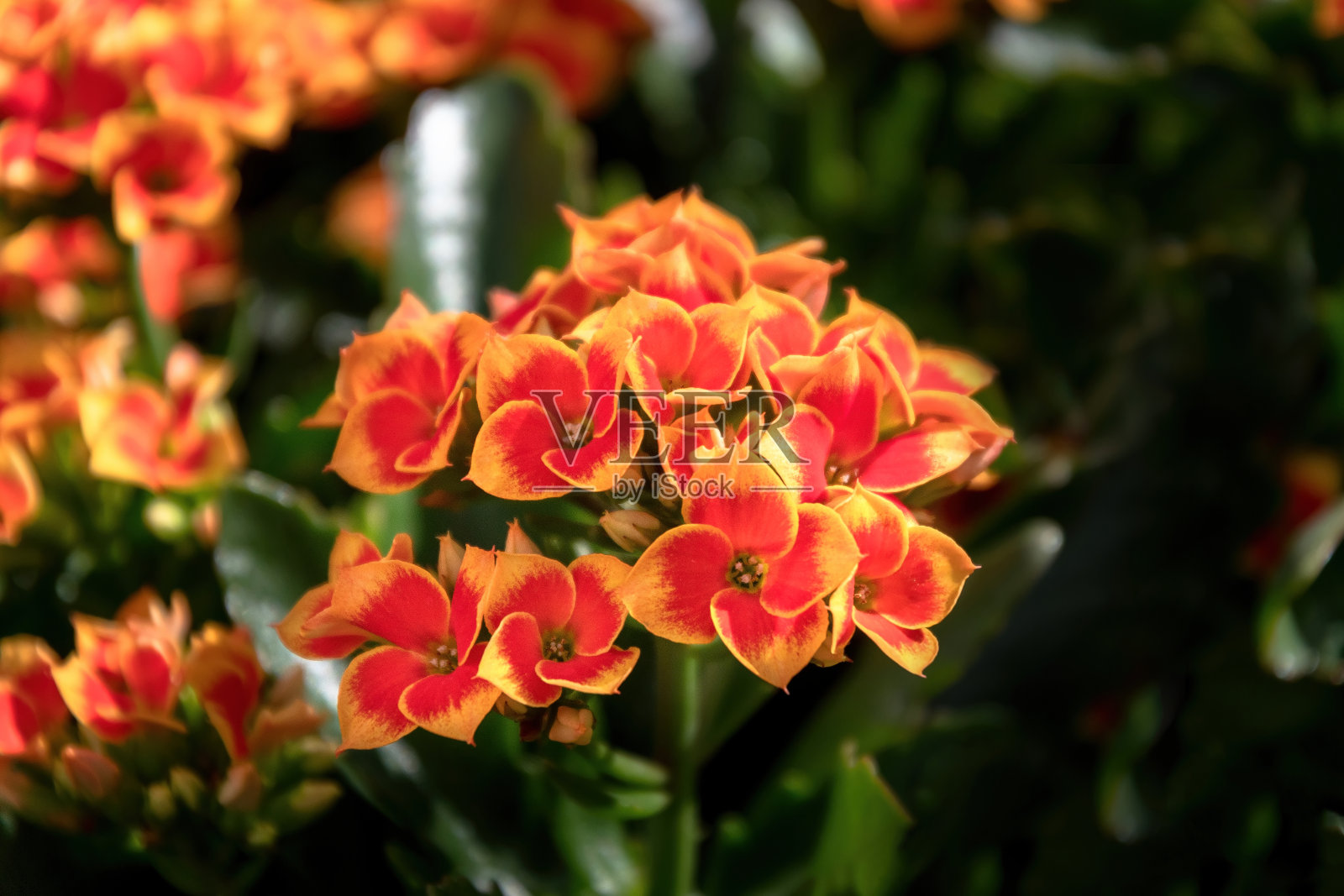 花园里的橙色和黄色小花照片摄影图片
