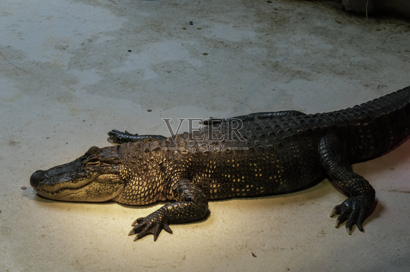 短吻鳄从侧面躺在地上照片摄影图片