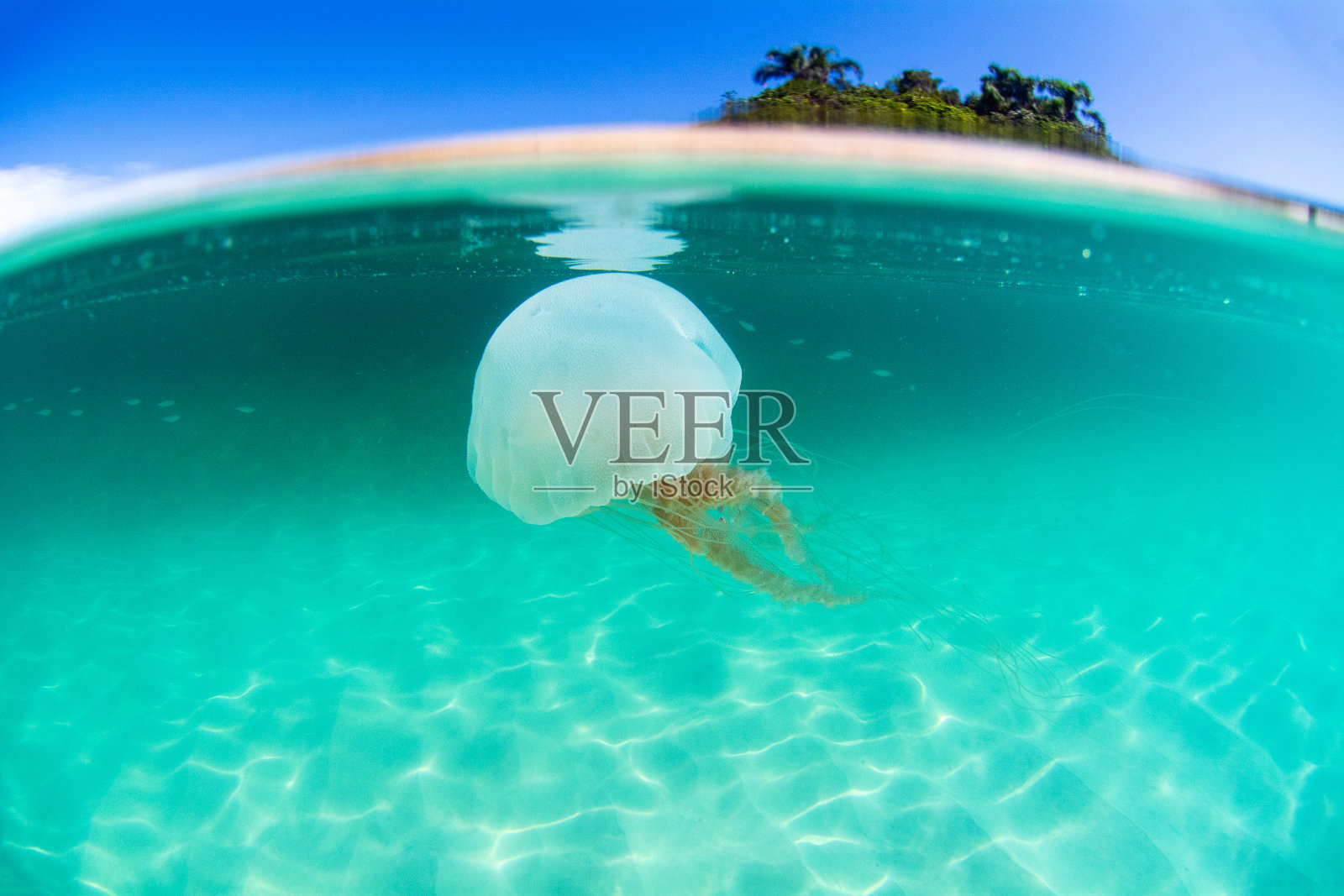 水母在巴西弗洛里亚诺波利斯坎佩切岛清澈的海水中游泳的分裂镜头照片摄影图片