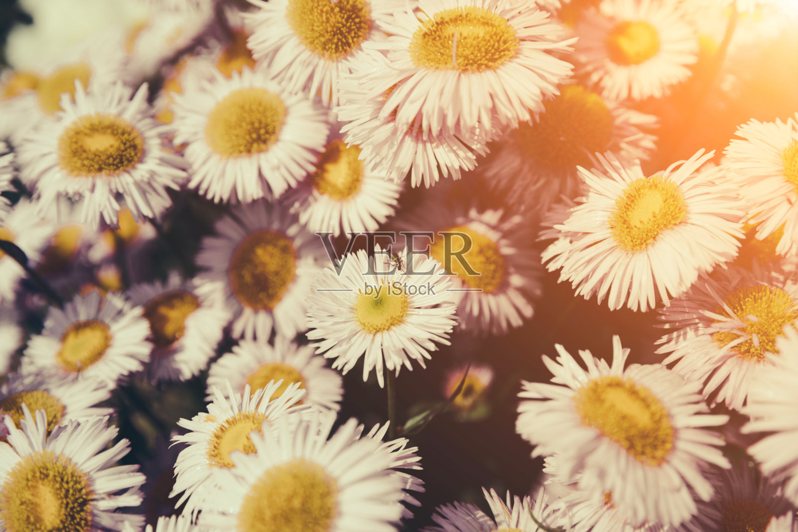 花园中盛开的洋甘菊特写，夏天的背景照片摄影图片