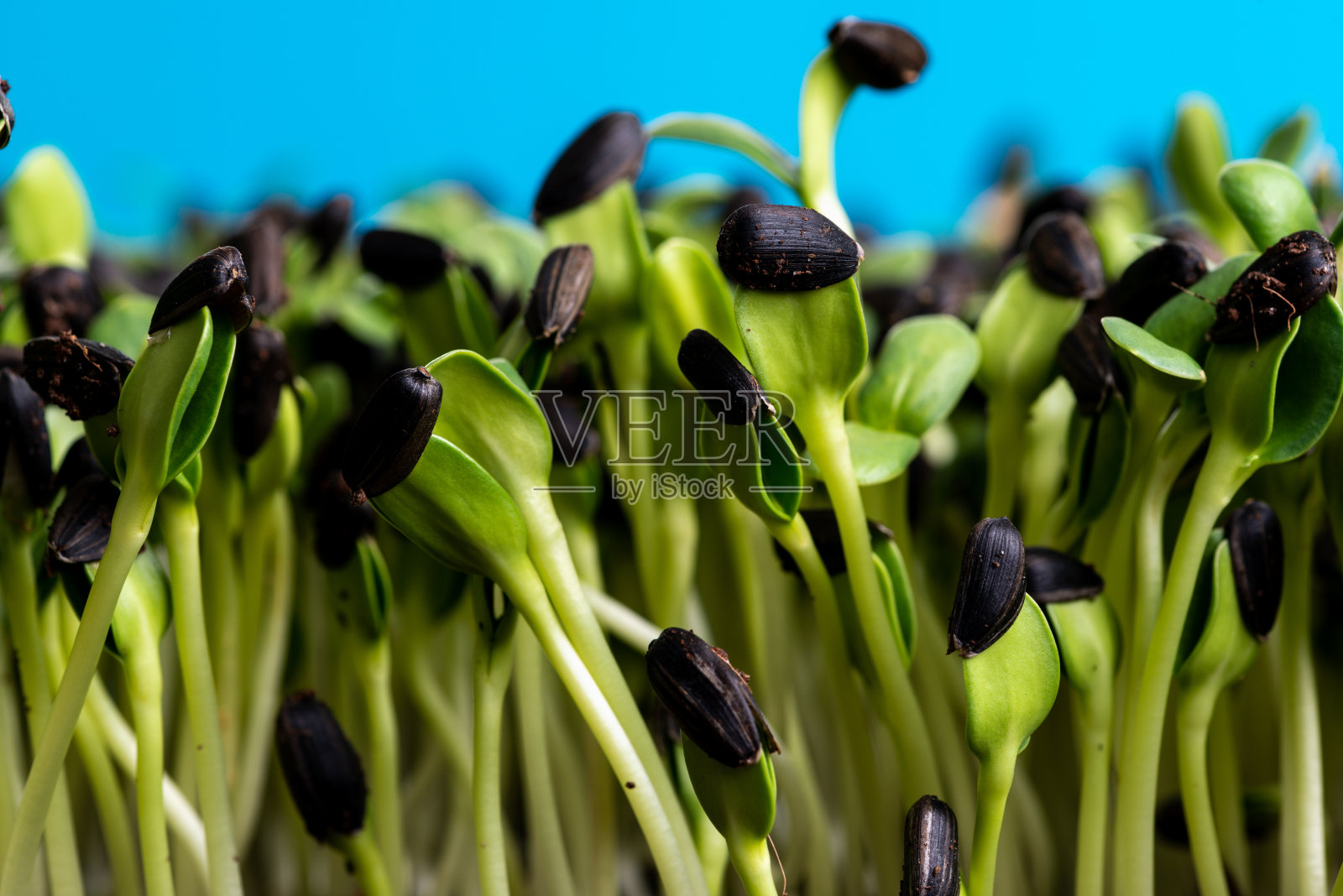 在苗圃托盘中生长的向日葵幼苗照片摄影图片