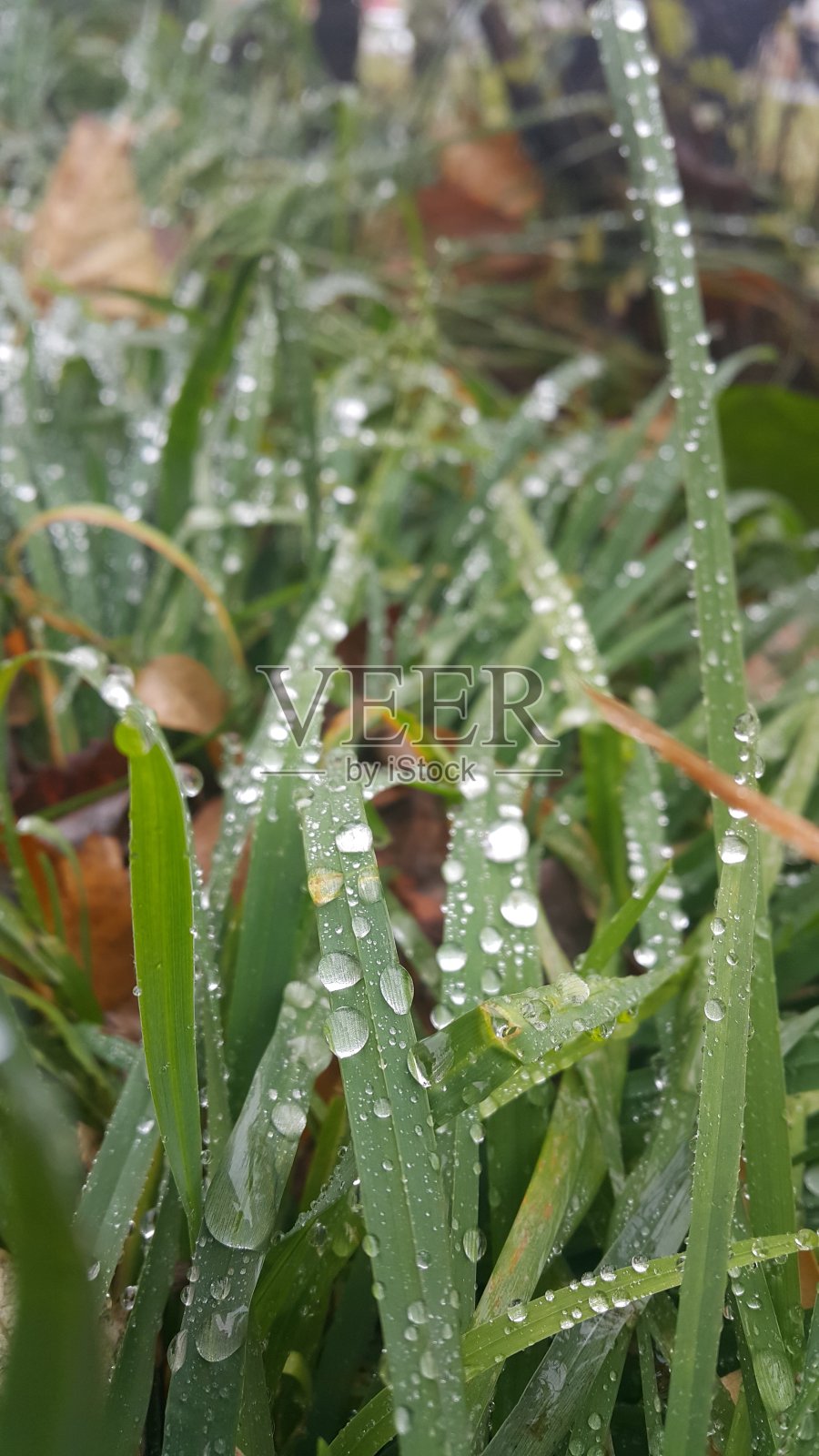 秋天滴照片摄影图片