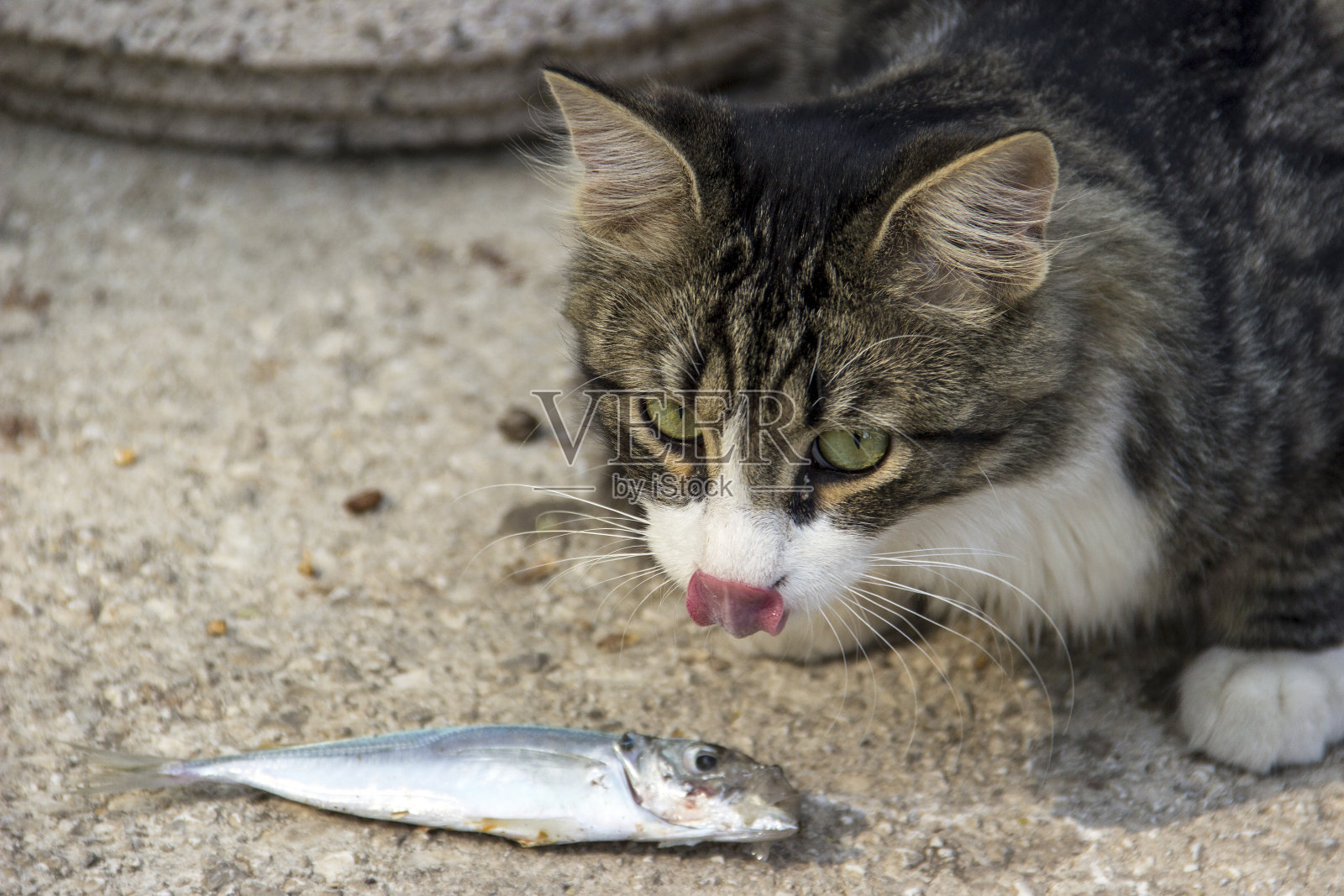 流浪猫吃鱼照片摄影图片