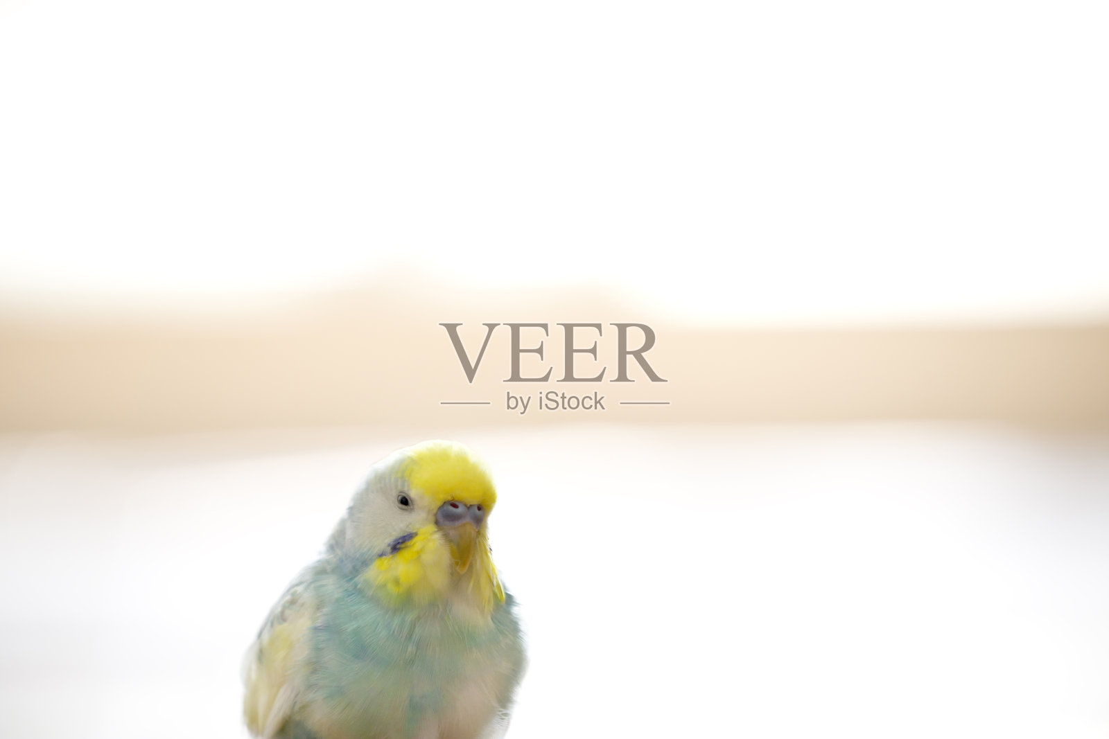 鹦鹉:在房间里休息的鹦鹉照片摄影图片