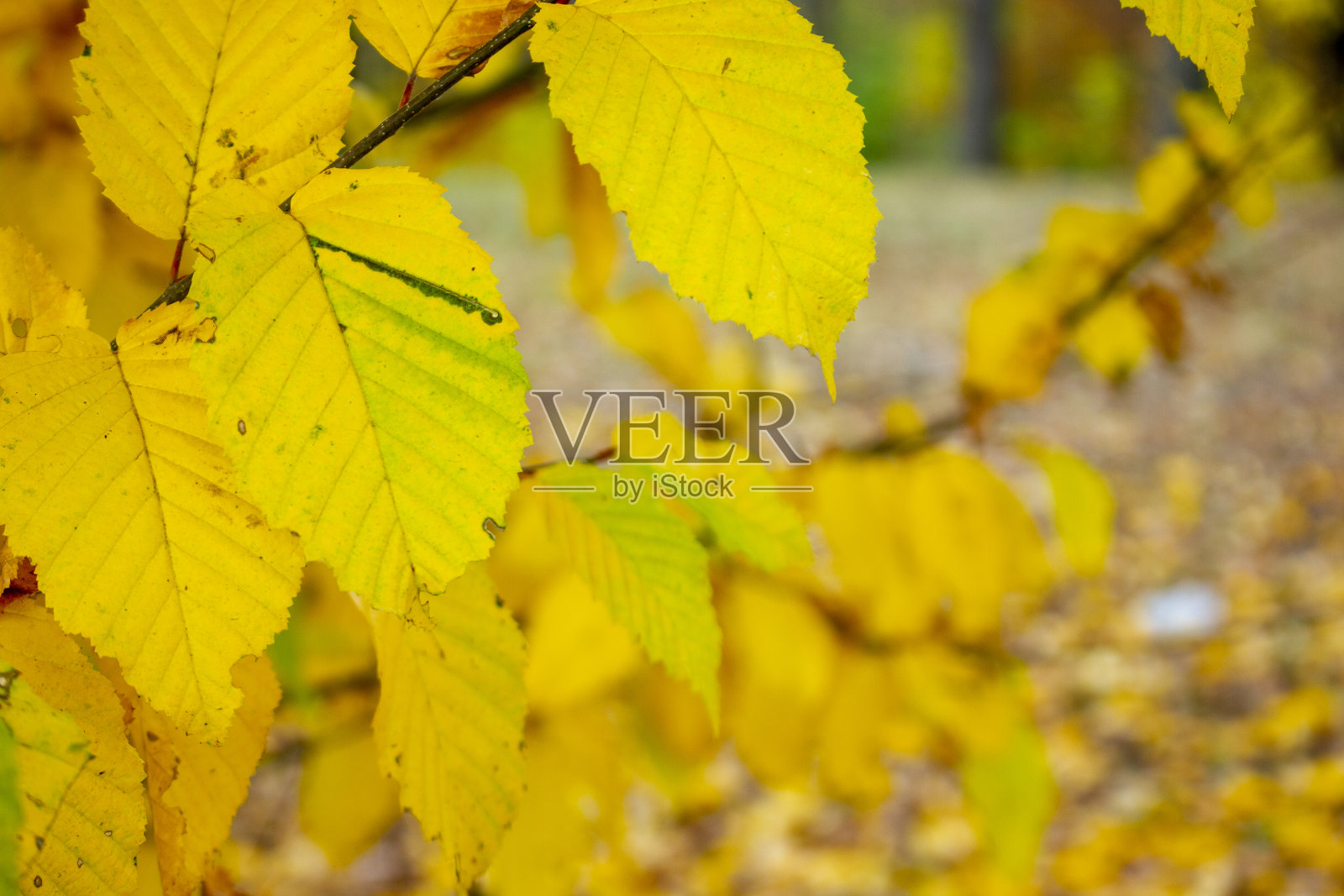树枝上有秋天的叶子。秋天的背景。照片摄影图片