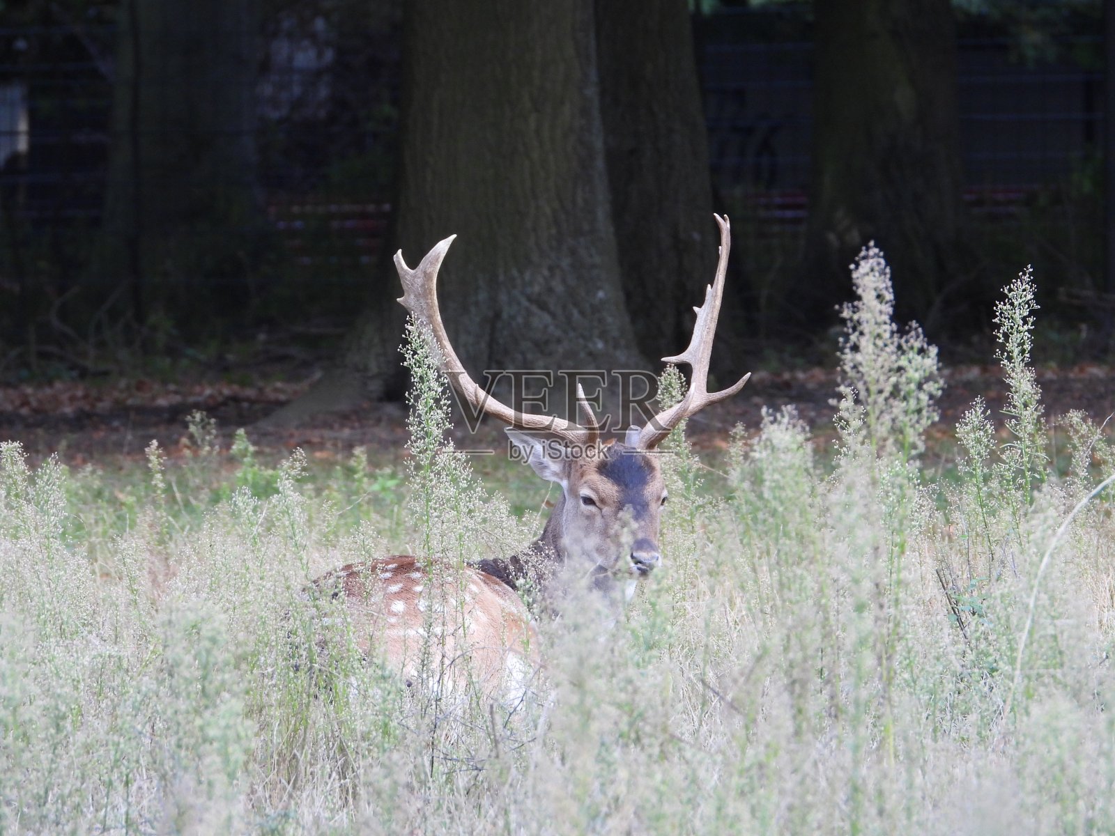 鹿照片摄影图片