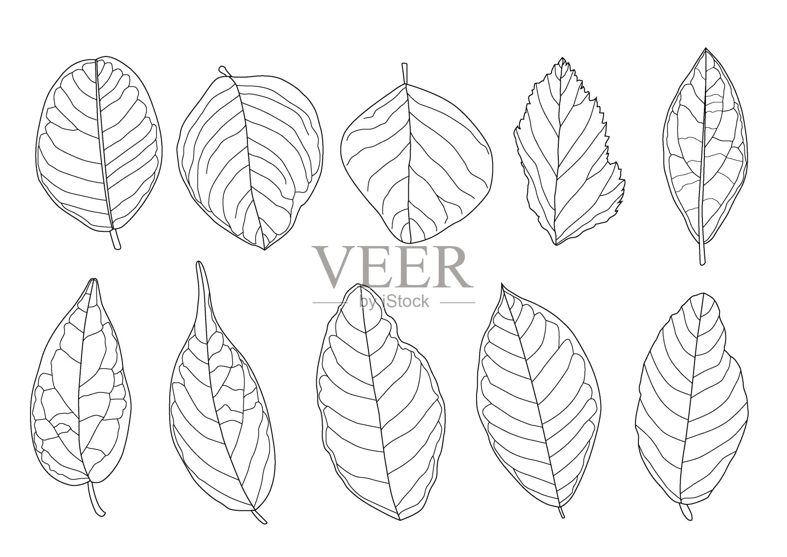 叶线单叶和叶图案黑色带彩色装饰在白色背景上的插图矢量插画图片素材
