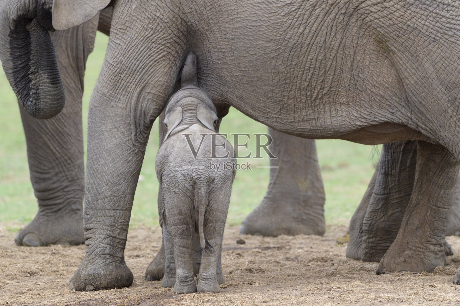 非洲象(非洲象)照片摄影图片