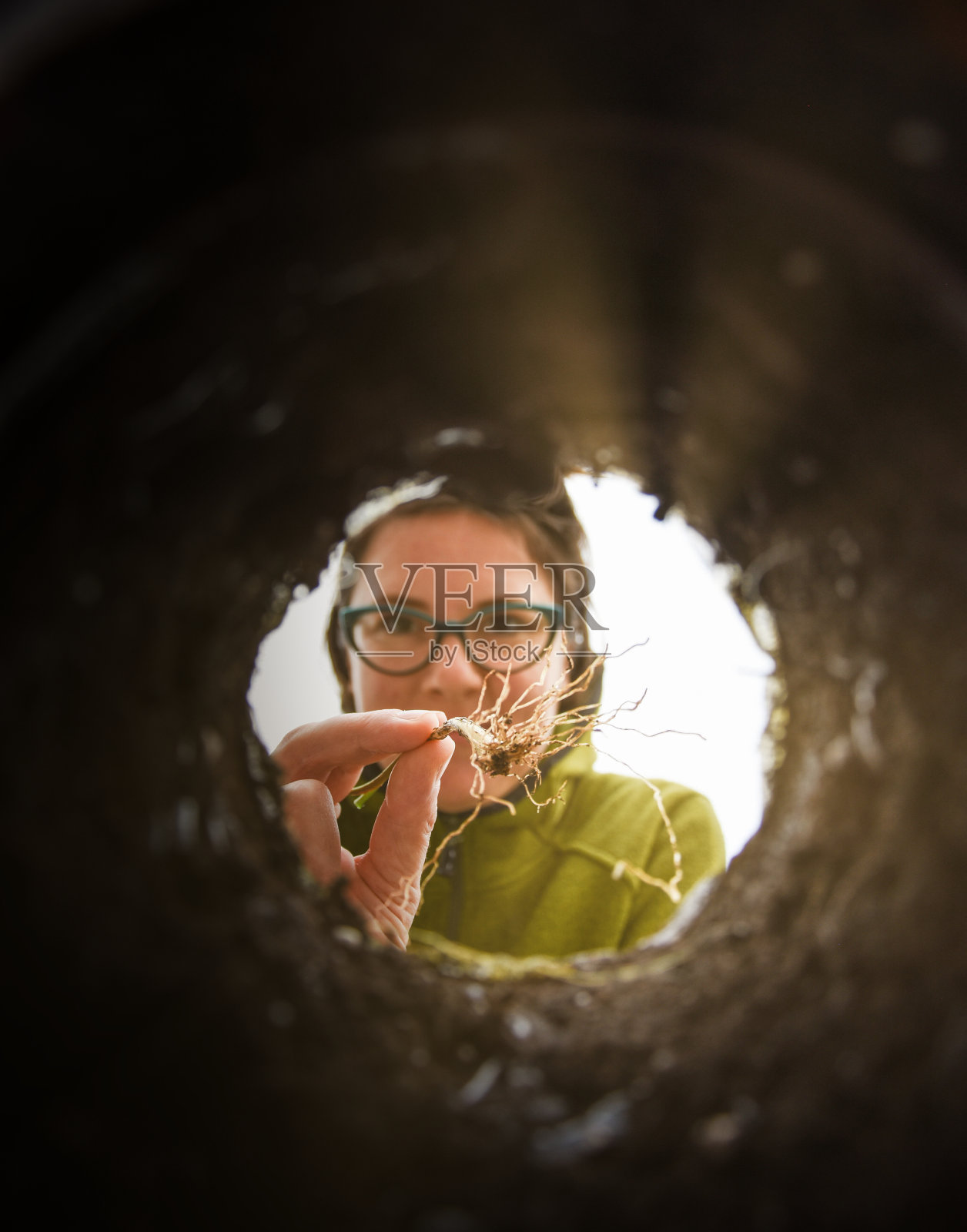 小菊花植物照片摄影图片