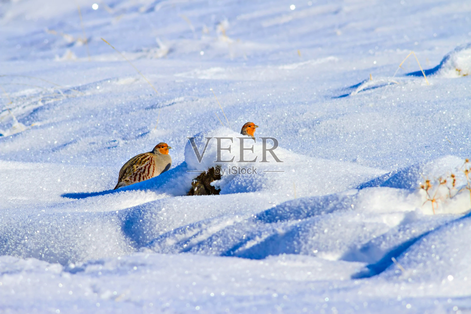 冬天,鹧鸪。冬天的自然背景。鸟:灰色的鹧鸪。Perdix Perdix照片摄影图片