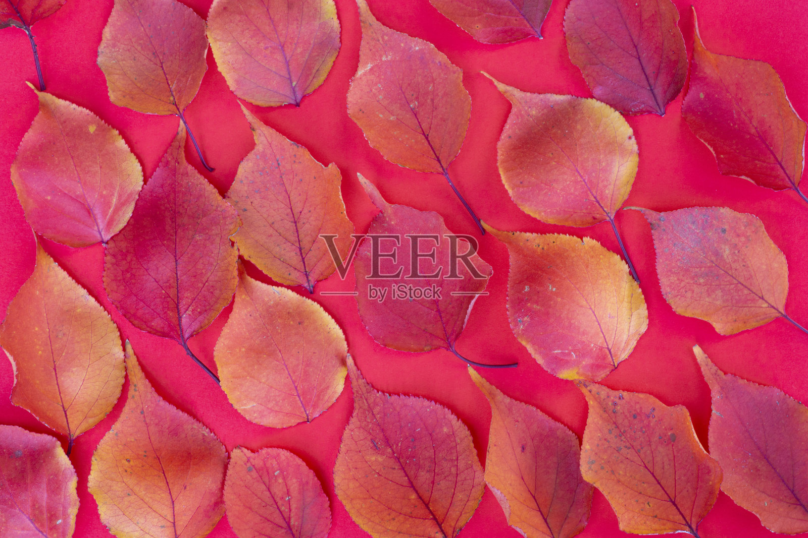 落在红色背景上的红叶。照片摄影图片