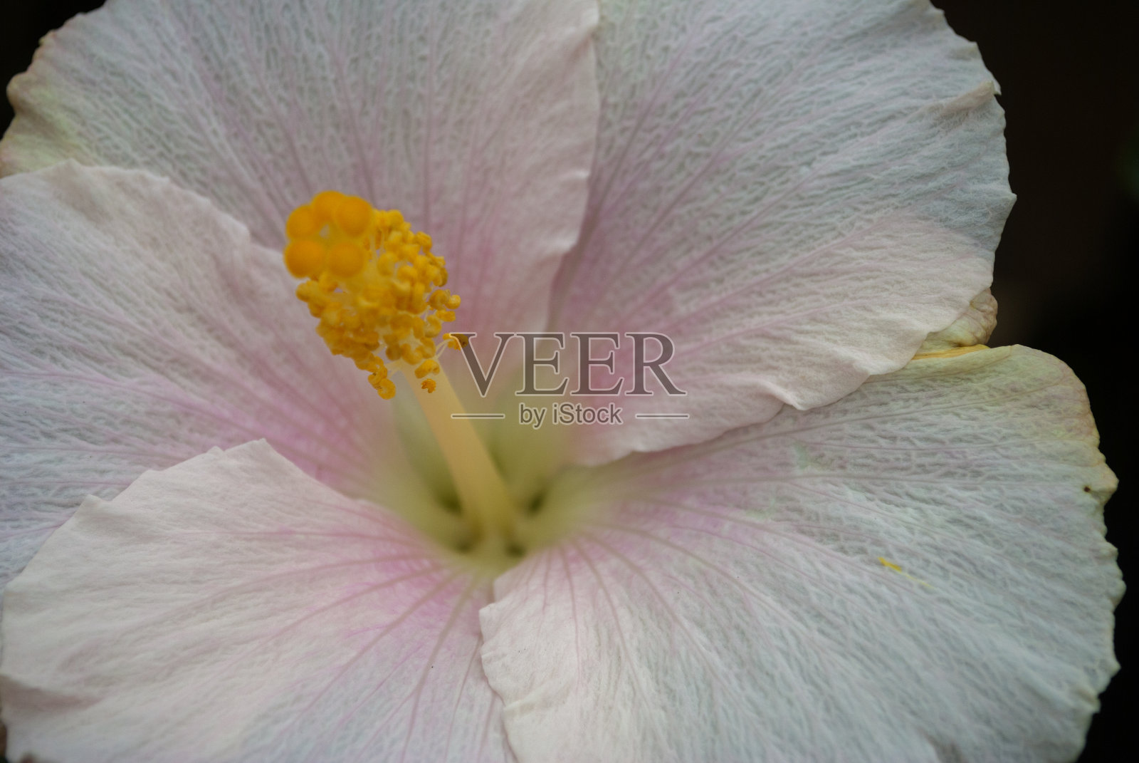 芙蓉花在危地马拉花园，白色有机花，花瓣和天然花粉照片摄影图片