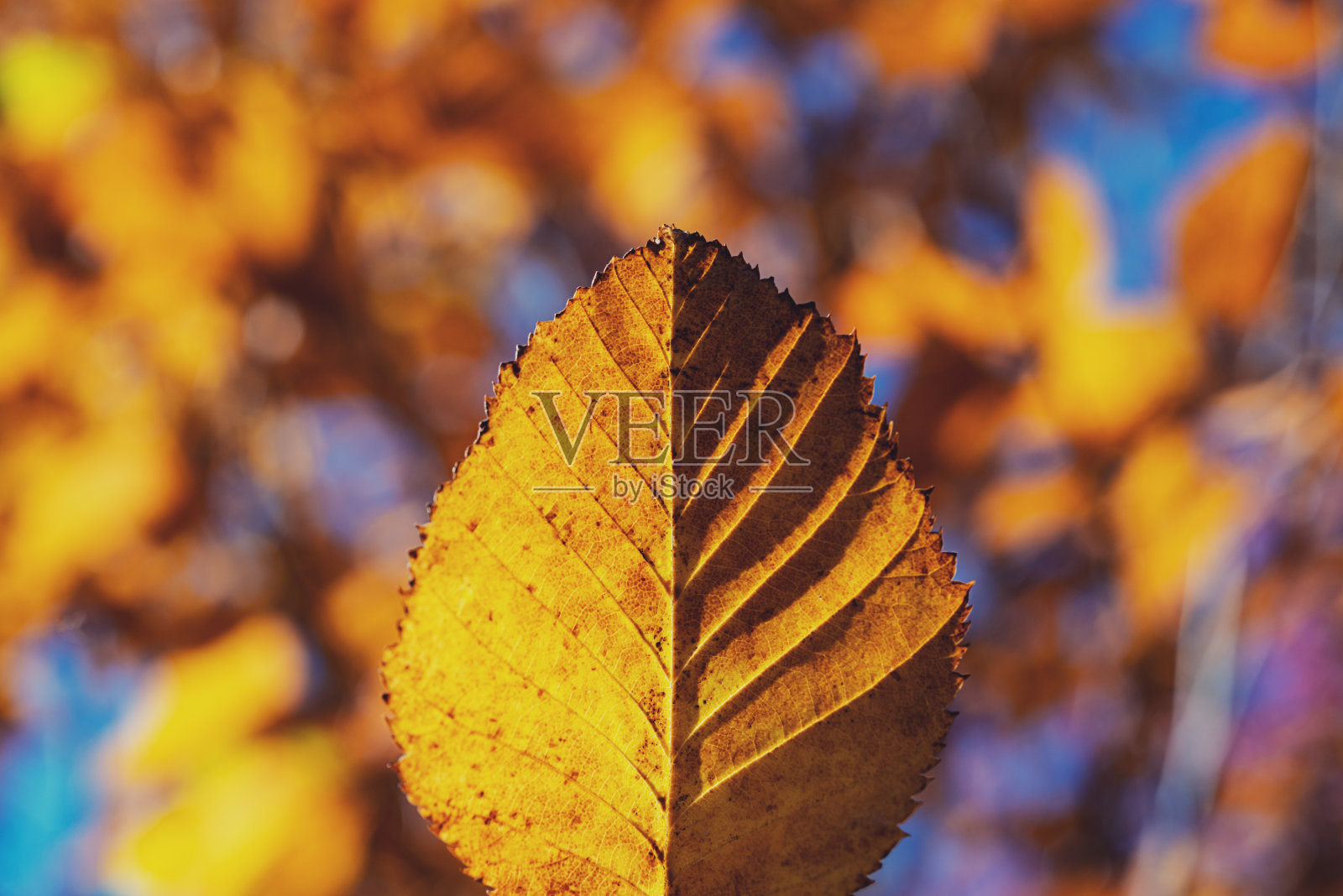 山毛榉树的叶子照片摄影图片