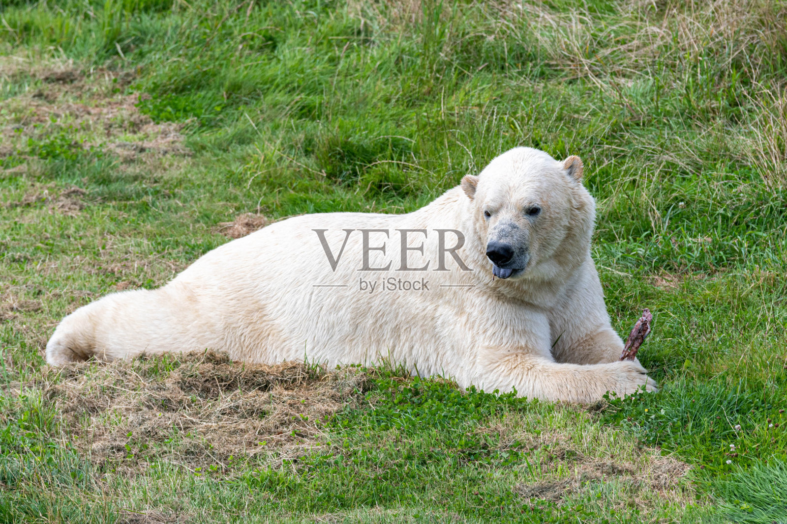 大北极熊在草地上休息照片摄影图片