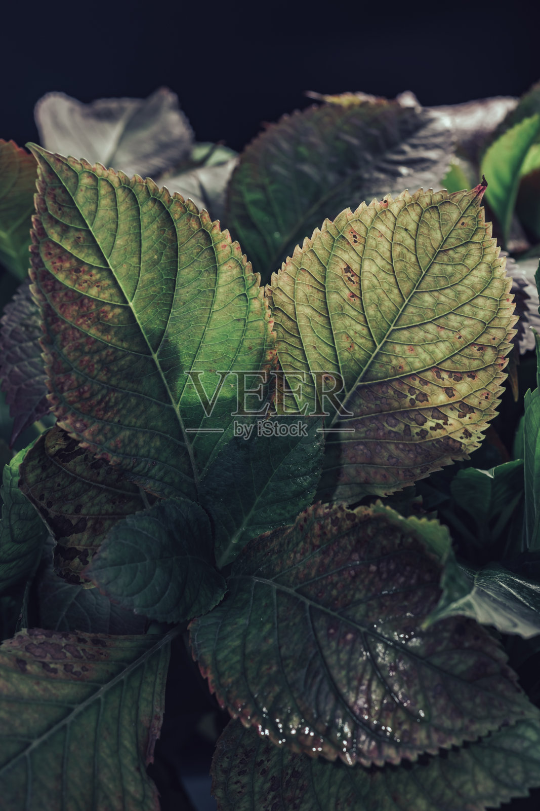 美丽的灌木绿色和红色的叶子背景在一个黑暗的背景。照片摄影图片