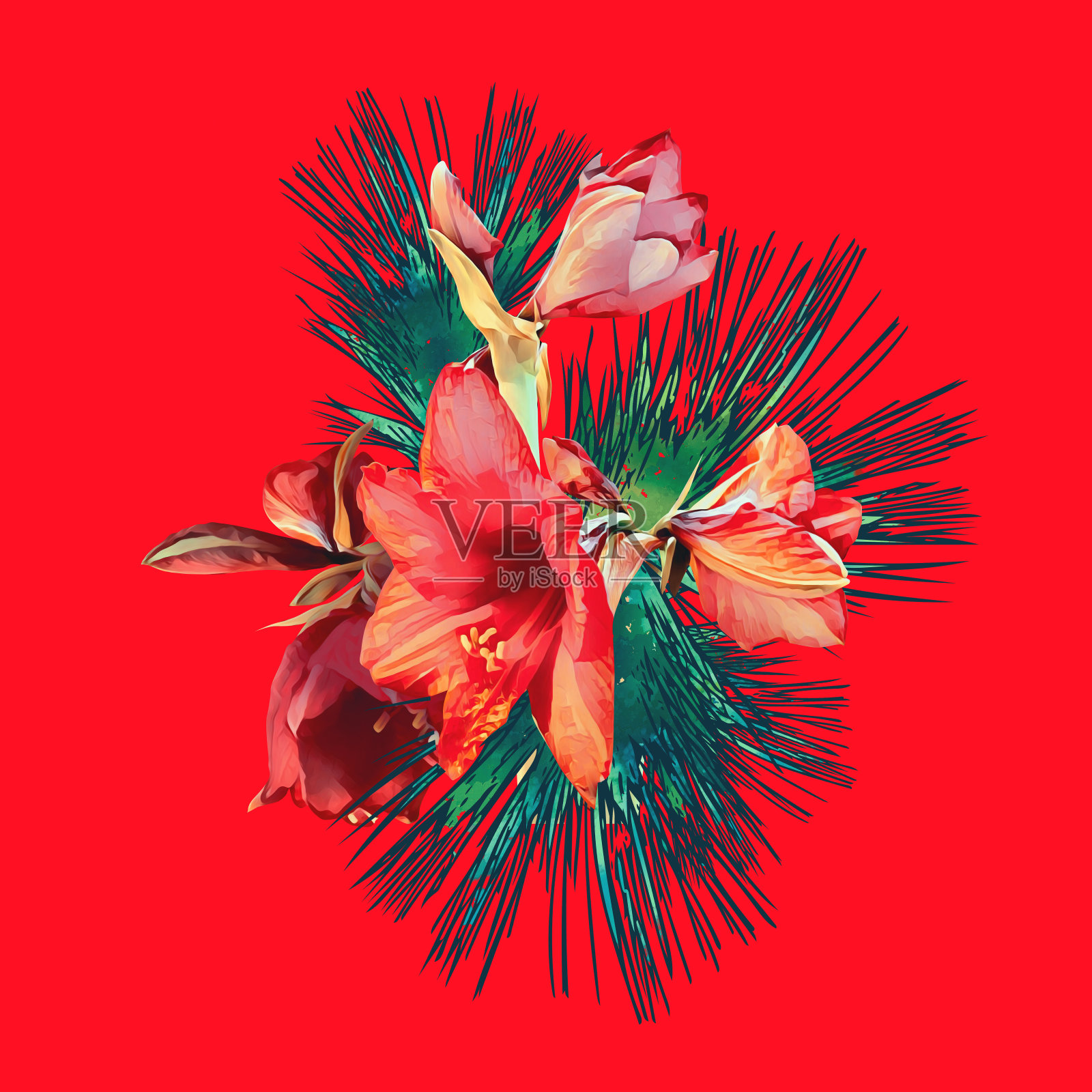 有孤挺花的圣诞花束。插画图片素材