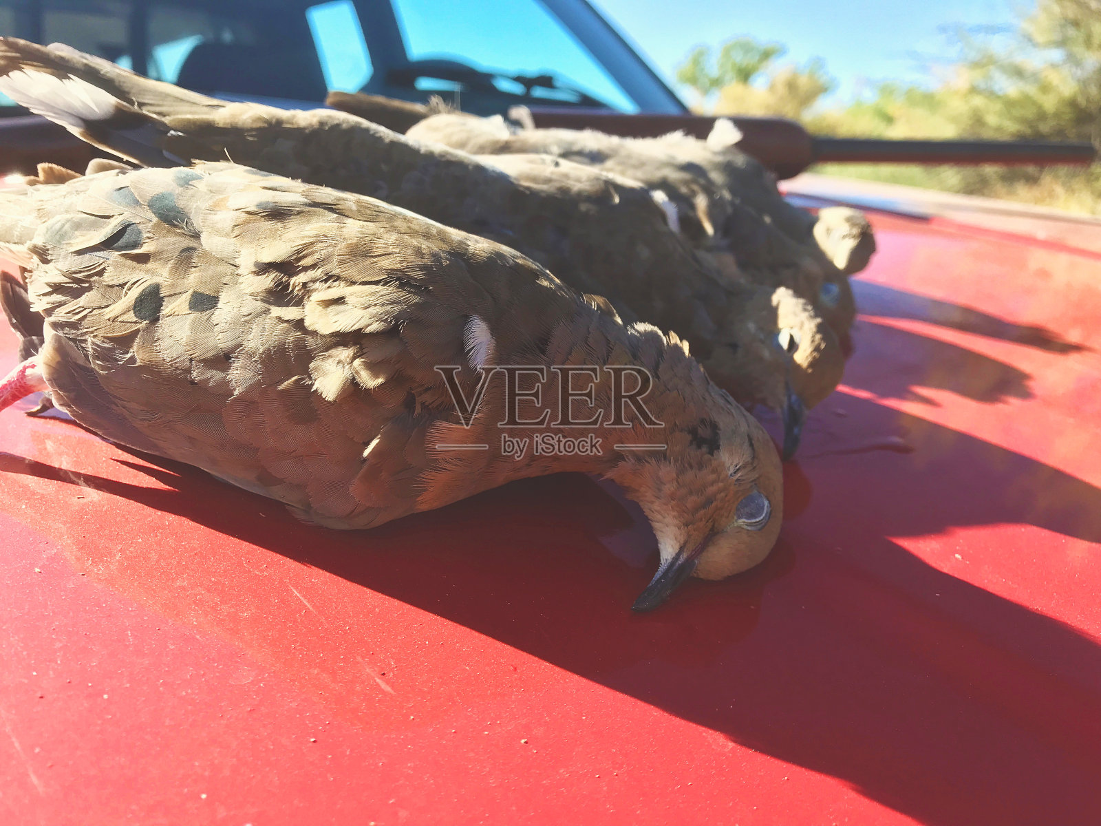 科罗拉多州西部的猎鸽收获区照片摄影图片