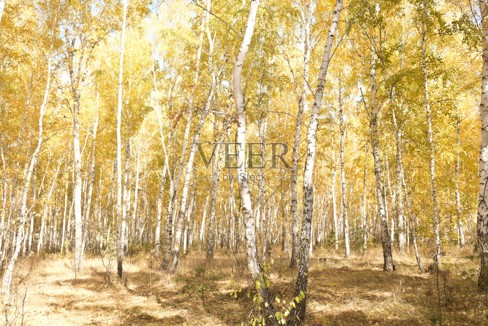 秋天的森林照片摄影图片