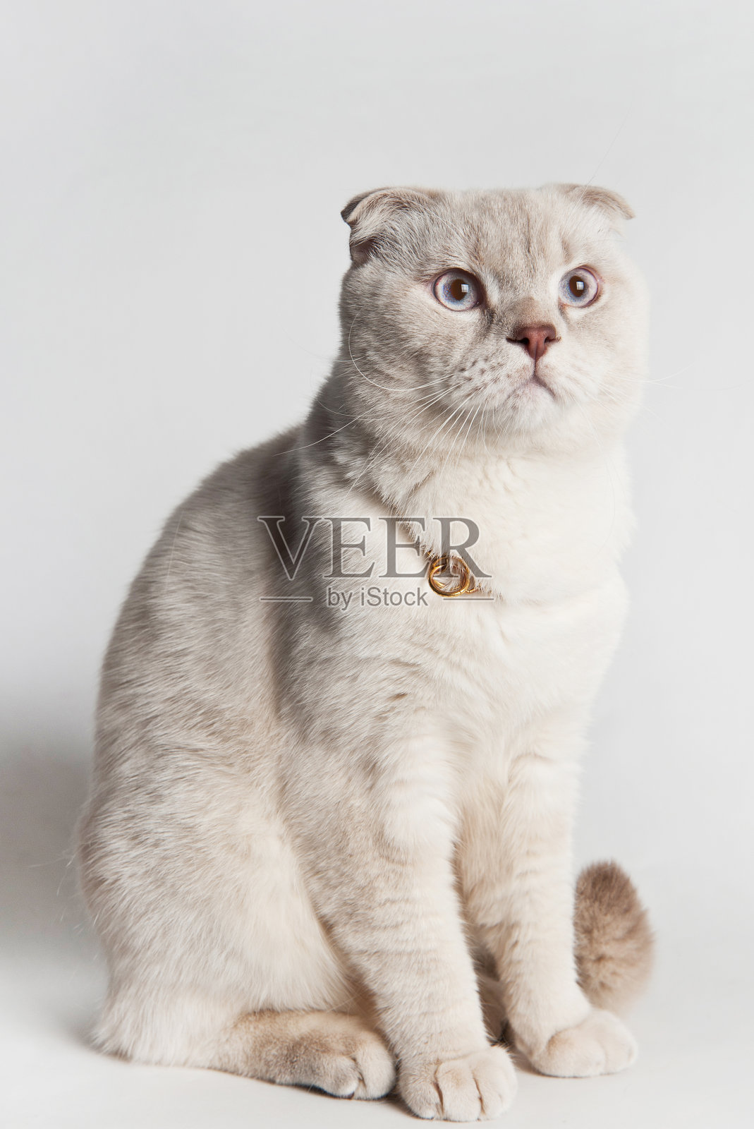 米色苏格兰折页上的白色背景照片摄影图片