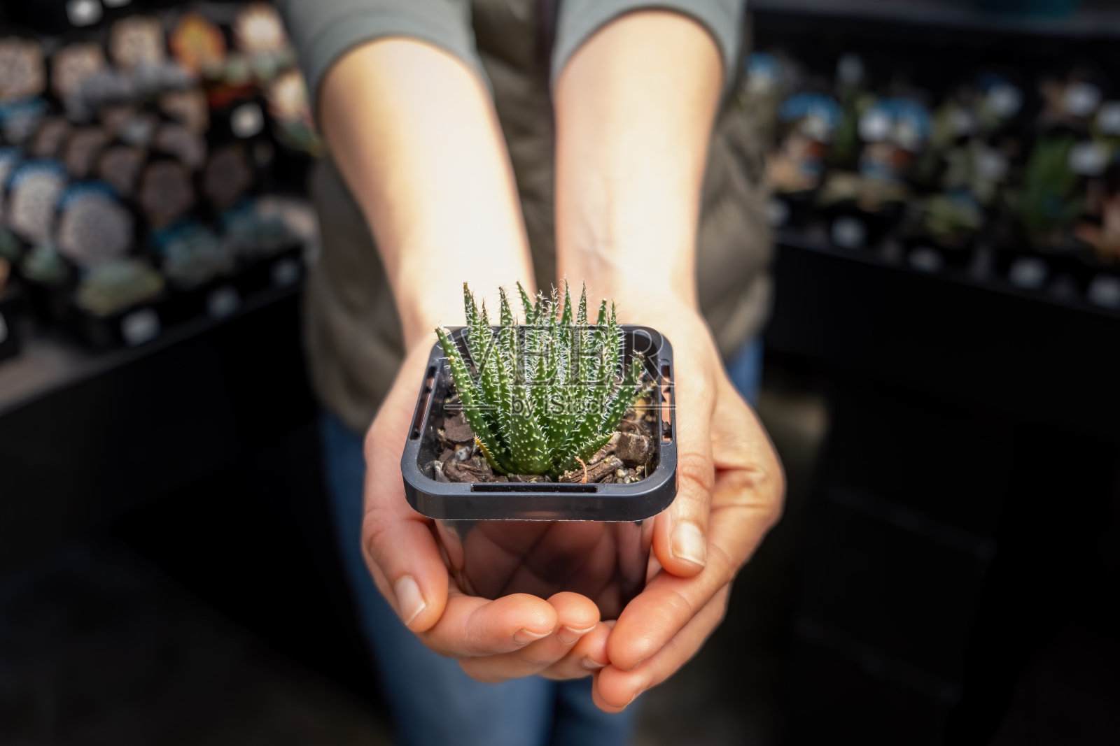 女人拿着小肉质植物照片摄影图片