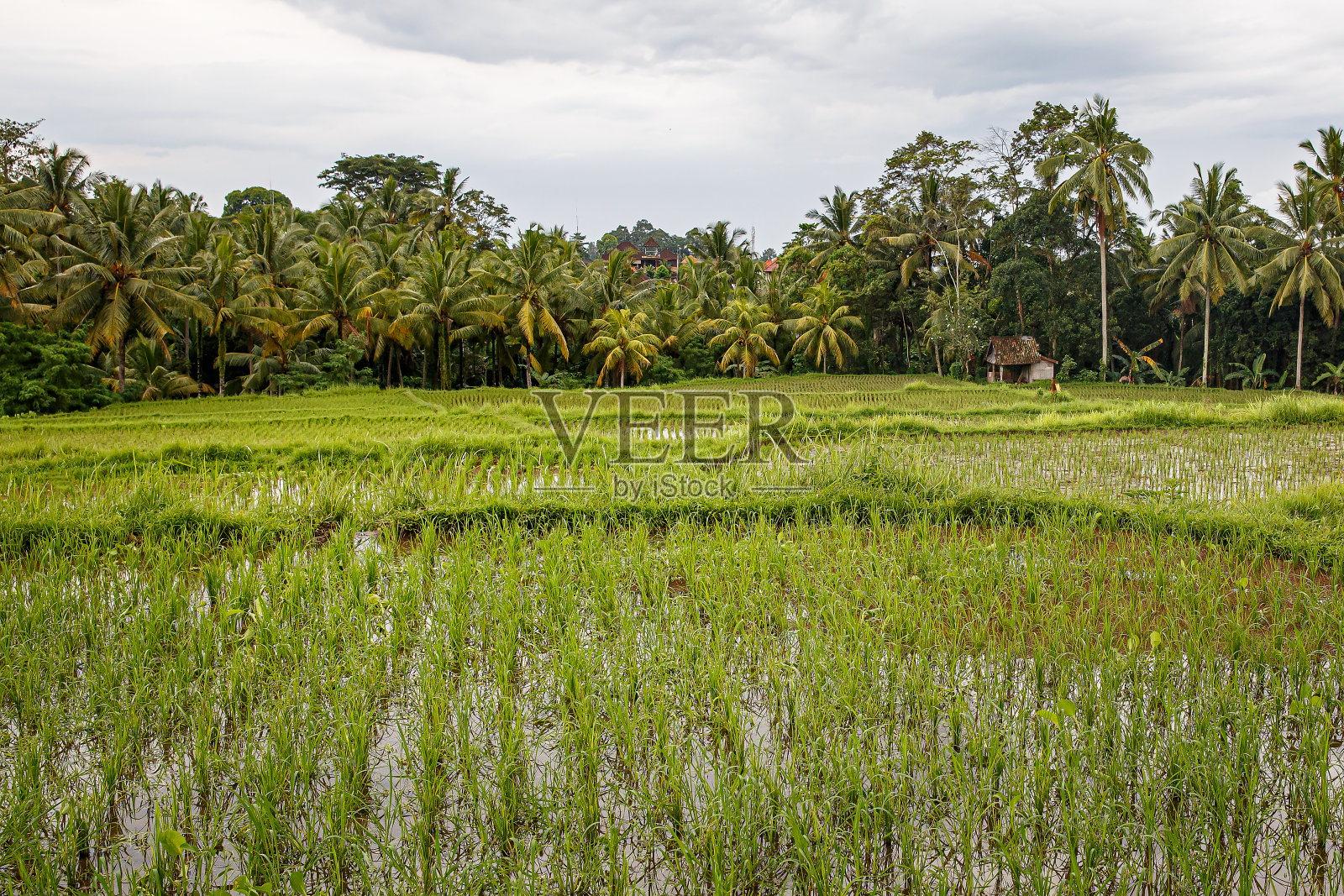 稻田和丛林的背景。多云的天气。照片摄影图片