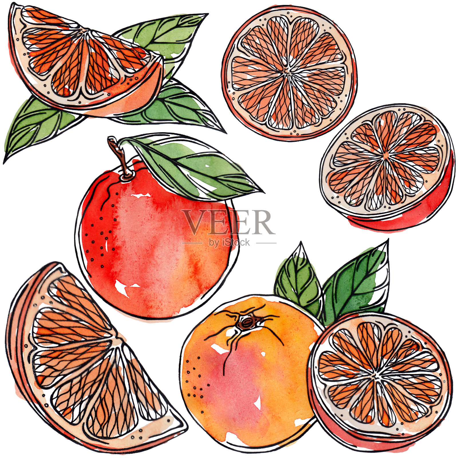 水彩橙，柑橘，黑线，插画图片素材