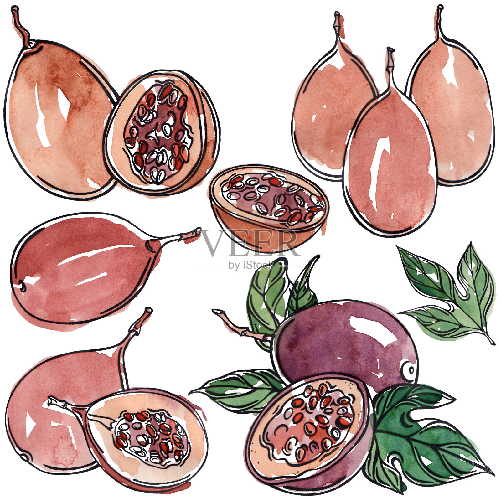 水彩百香果，成熟，黑色线条，插画图片素材