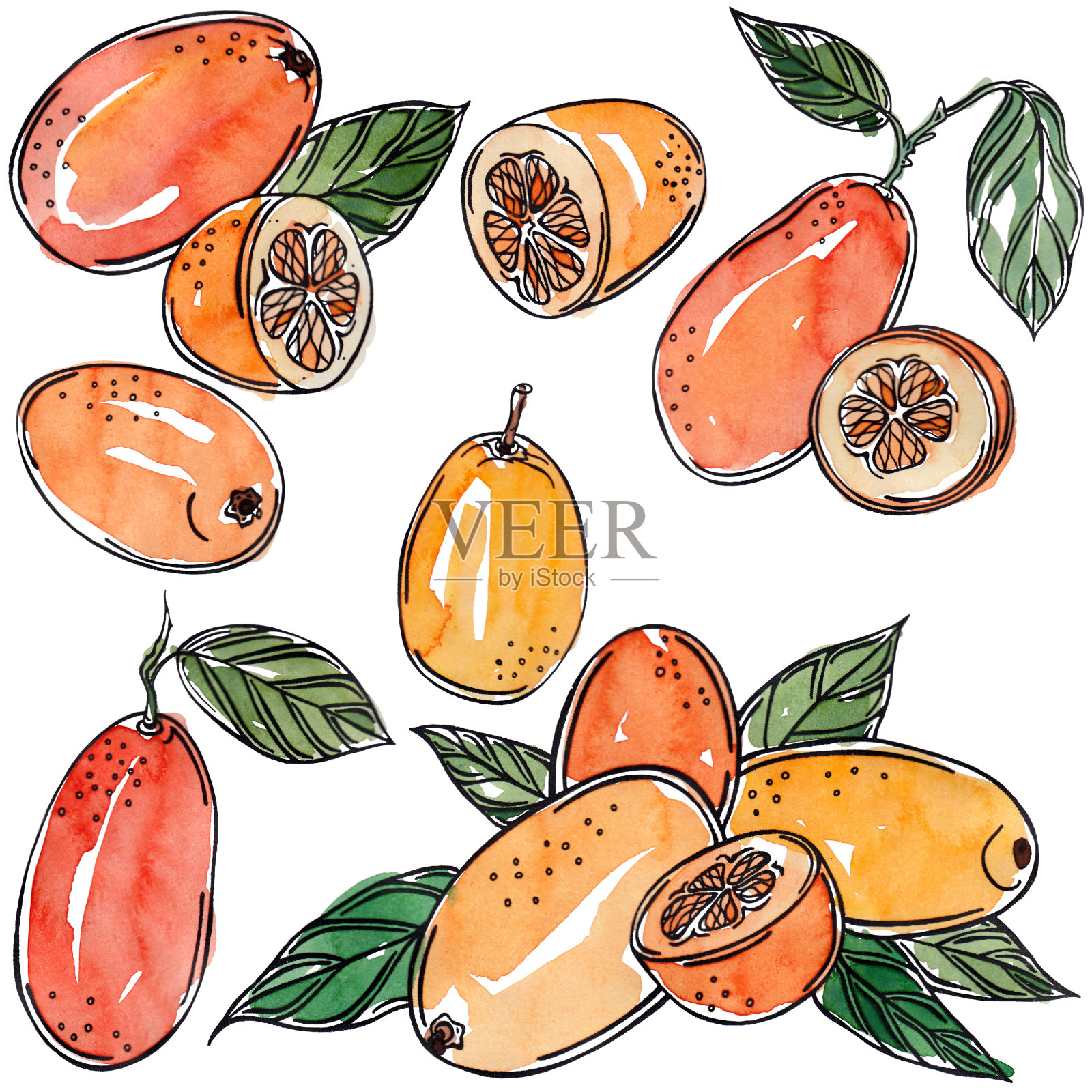 水彩金橘，柑橘，黑线，插画图片素材