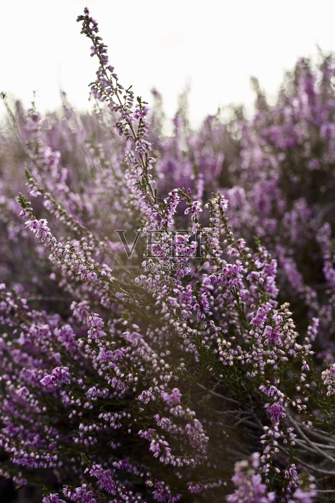 盛开的石南花背景照片摄影图片