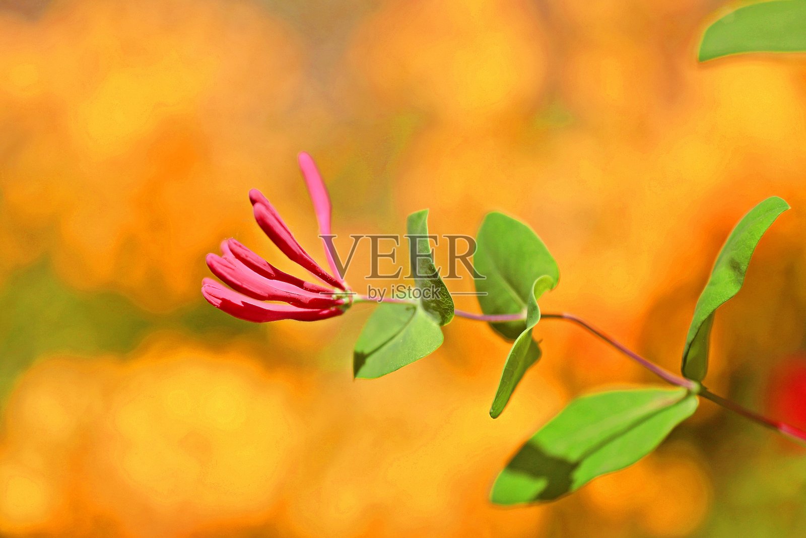 vd724野花照片摄影图片