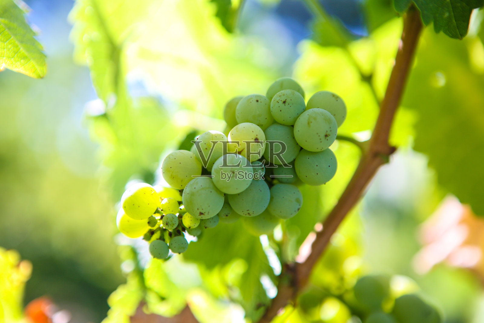 阳光下的金色葡萄照片摄影图片