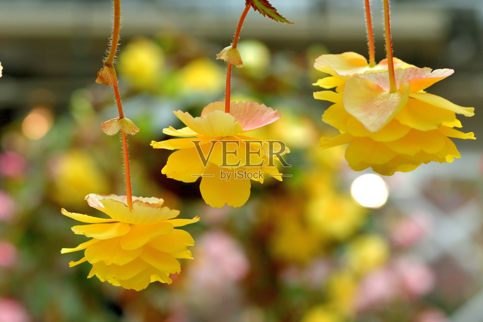 海棠花与多色的背景照片摄影图片